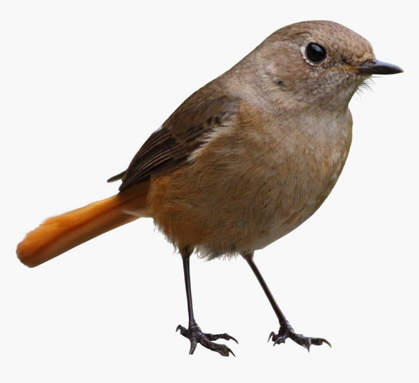 Gray Bird Png - Bird Png, Transparent Png