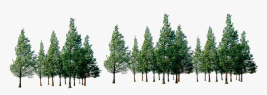 Trees Png Download - Forest Of Trees Png, Transparent Png