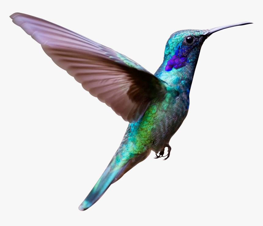Flying Bird Png, Transparent Png