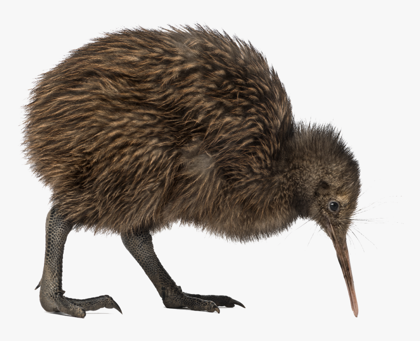 Kiwi Bird Png Transparent Image - Kiwi Bird Png, Png Download