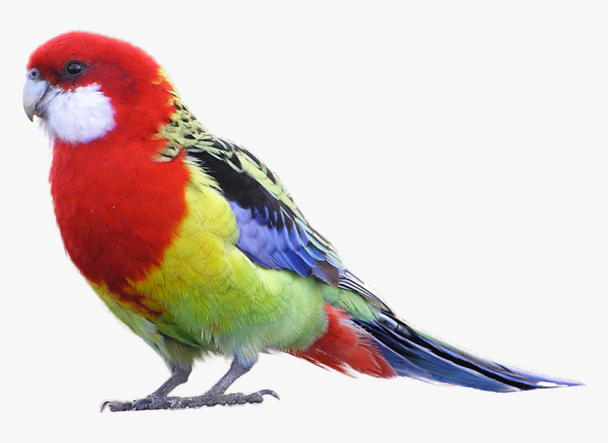 Masked Bird Downloads - Parrot Png Transparent, Png Download