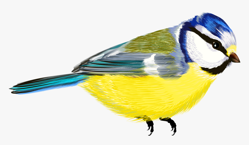 Bird Png - Vogel Transparent Hintergrund, Png Download