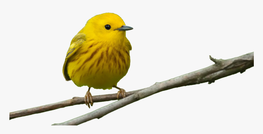 Bird Feeders Beak Window Finch - Yellow Warbler Without Background, HD Png Download
