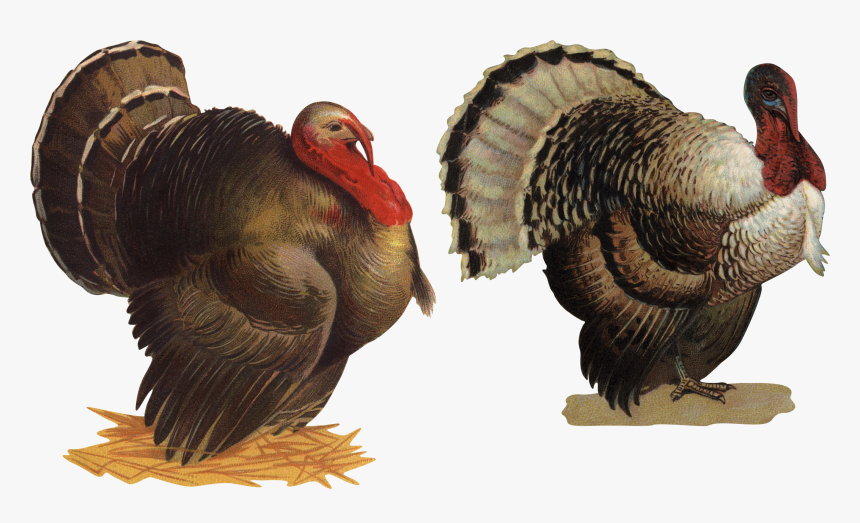 Turkey Bird Png - Portable Network Graphics, Transparent Png