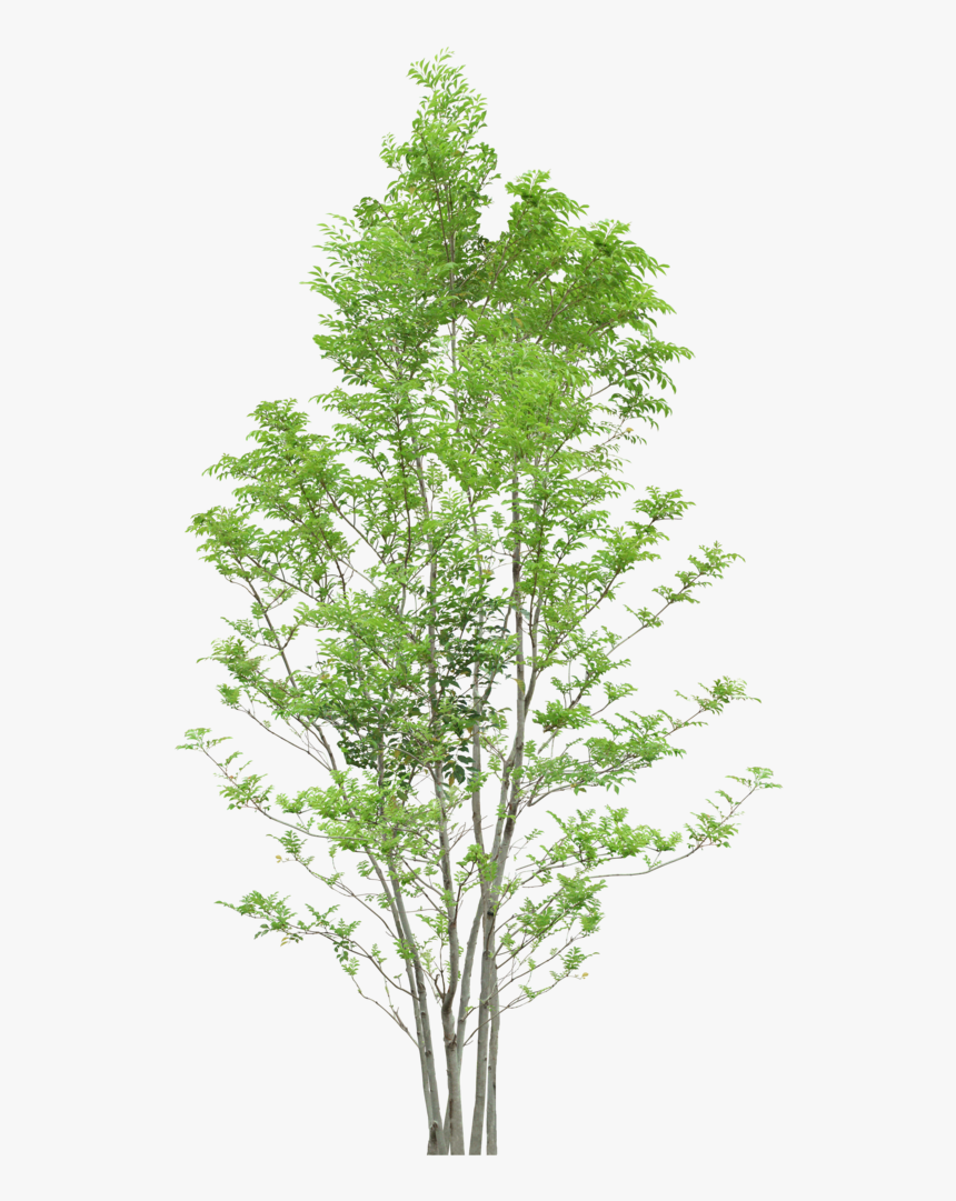 Tree Trees Png Download Free Clipart - Png Trees, Transparent Png