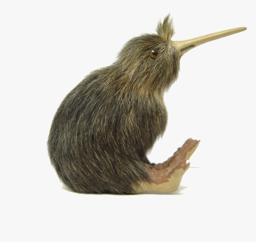 Kiwi Bird Png File, Transparent Png