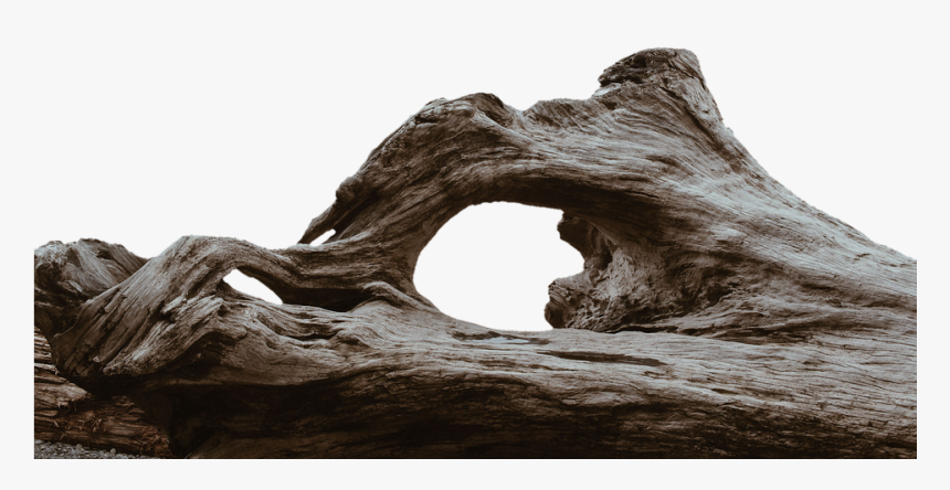 Transparent Driftwood Clipart - Tree Logs Transparent Background, HD Png Download