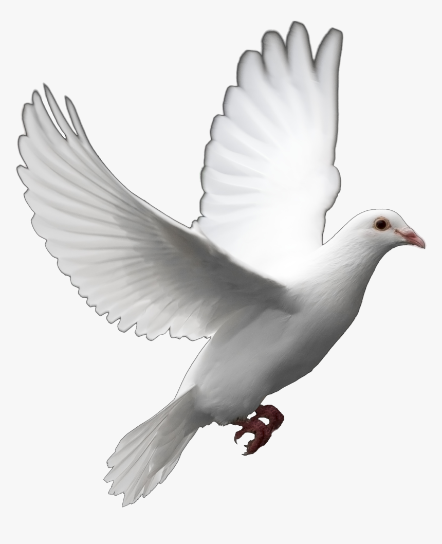 Release Dove Png - Pigeon Png, Transparent Png