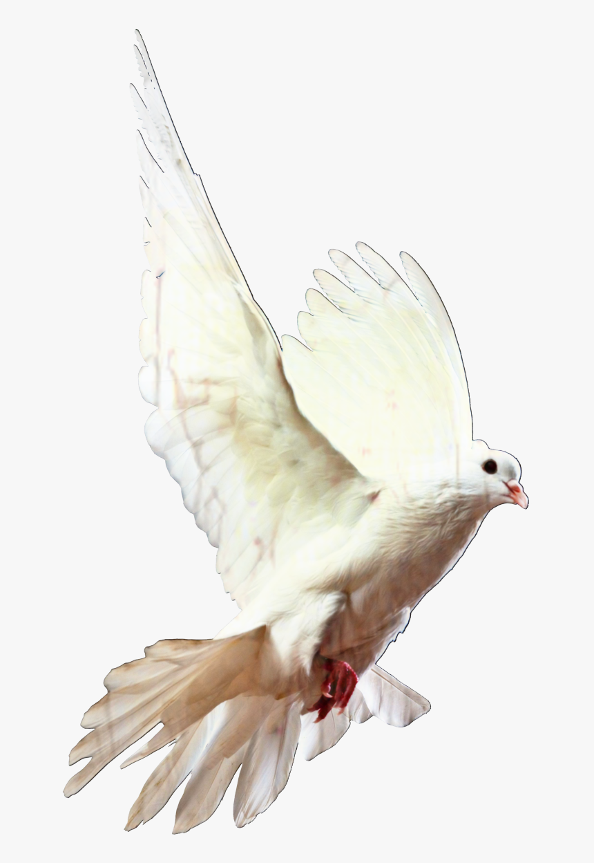 Homing Pigeon Pigeons And Doves Bird Racing Homer Release - Doves Transparent Background, HD Png Download