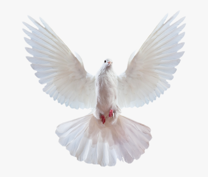 Disney Princess Images Dove 17 Hd Wallpaper And Background - Pigeon Png, Transparent Png