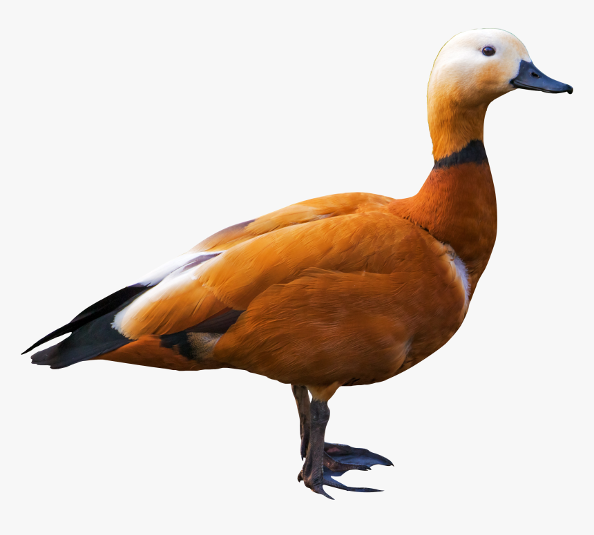 Bird Png, Transparent Png