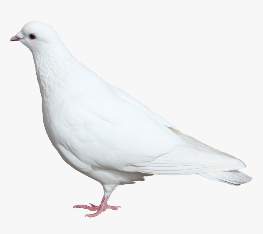 Белый Голубь Пнг , Png Download - Голубь Пнг Белый, Transparent Png