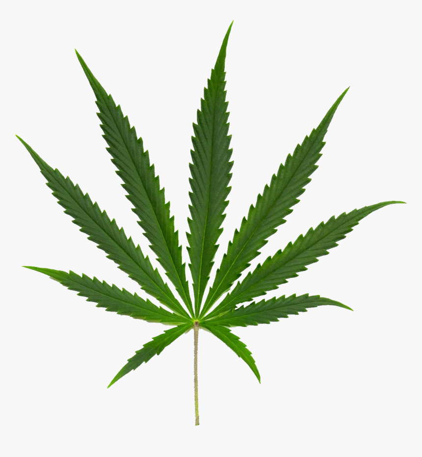 Cannabis Png Image - Canabi Sativa, Transparent Png