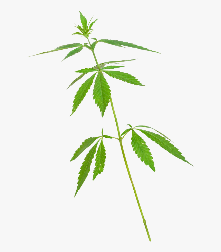 Maconha De 5 Folhas, HD Png Download