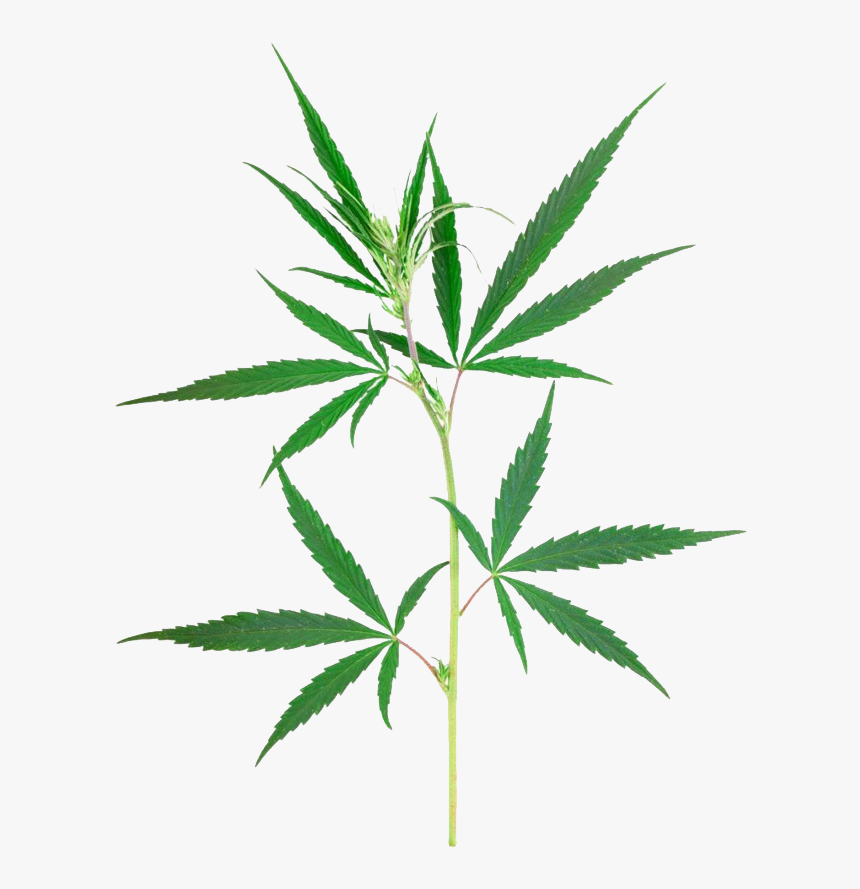 Weed Leaf Png - Marijuana Transparent, Png Download