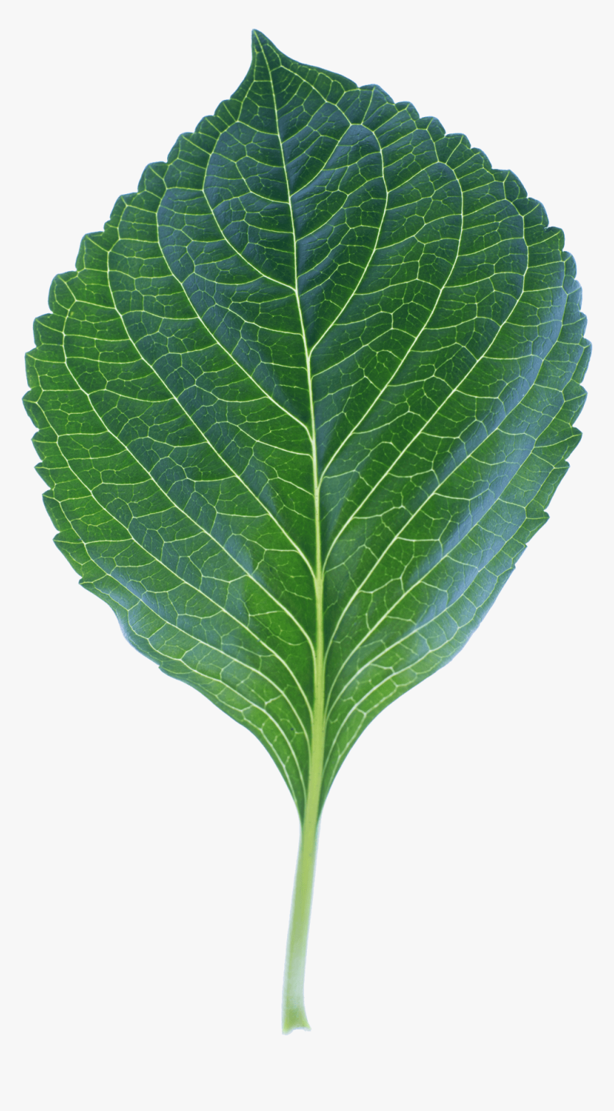 High Quality Leaf Photo Transparent Png Image - Leaf, Png Download