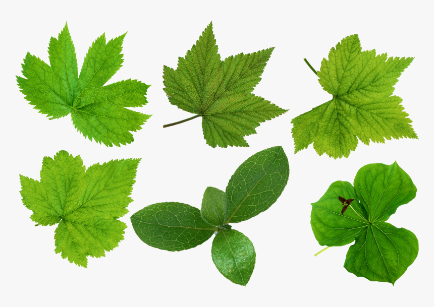 Green Leaves Png Images - Leaves Cut Out Png, Transparent Png