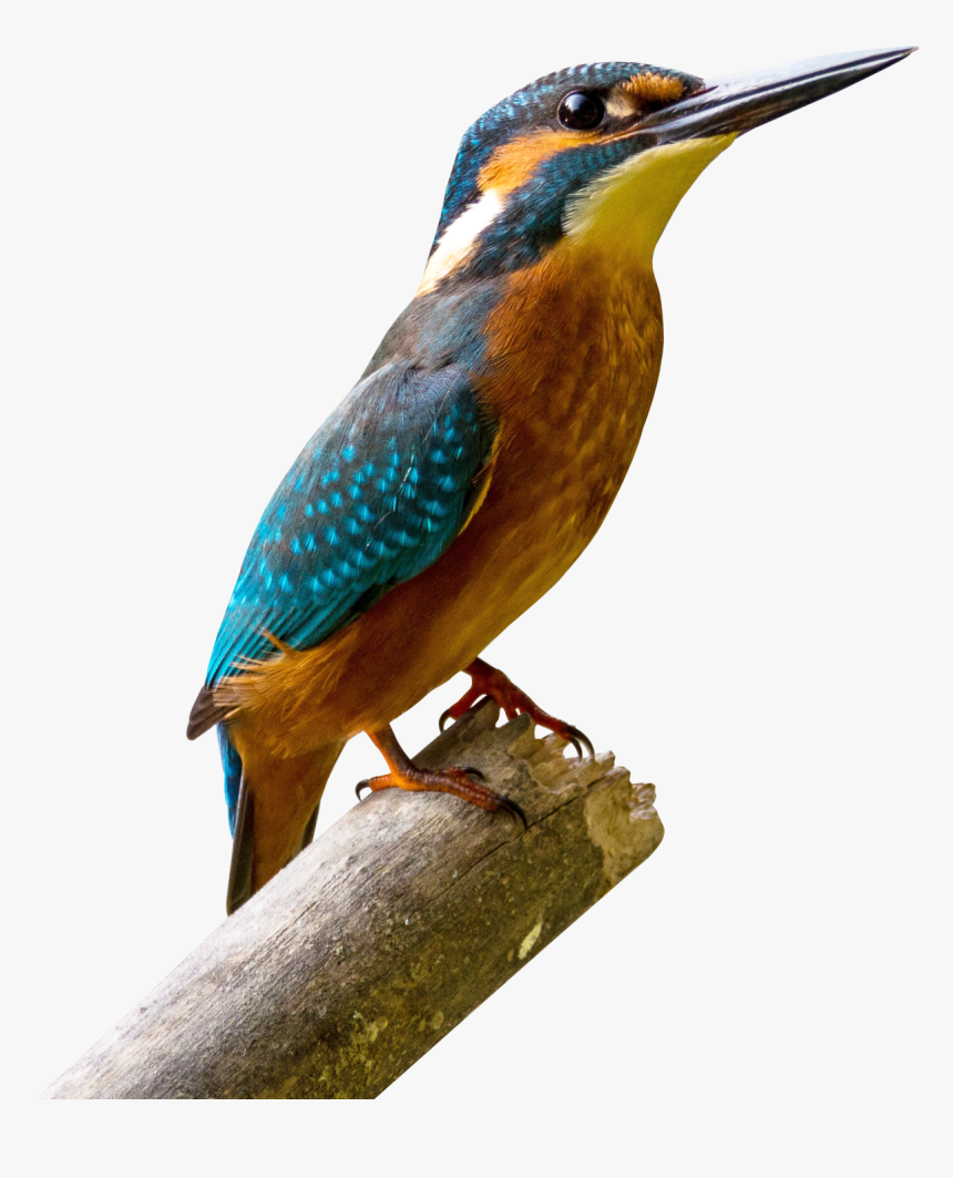 Kingfisher Bird Png Image - King Fisher Image Down Load, Transparent Png