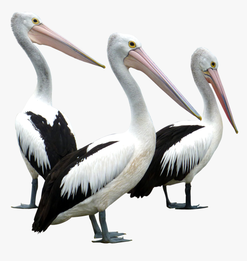 Pelicans Birds Png Image - Pelican Bird Png, Transparent Png