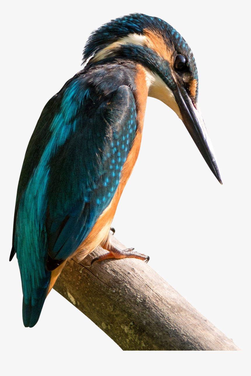Kingfisher Png Transparent Image - Bird Watching Quotes, Png Download