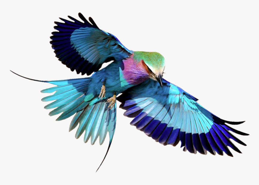Lilac-breasted Roller Transparent Png Image - Flying Lilac Breasted Roller, Png Download