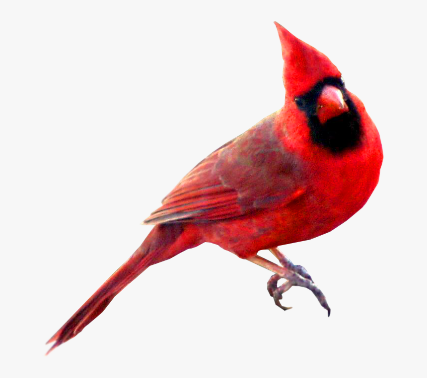 Birds Transparent Red Cardinal Bird Transparent Background, HD Png