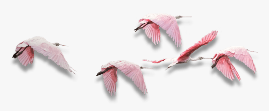 Indian Bird Flying Png, Transparent Png