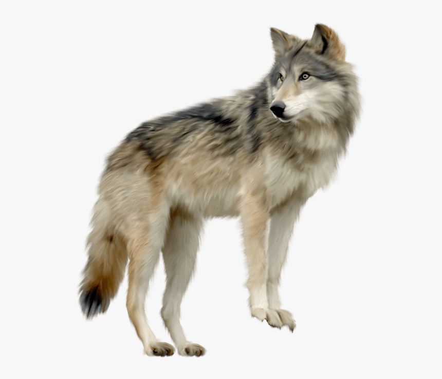 Wolf Looking Sideview - Wolf Png, Transparent Png