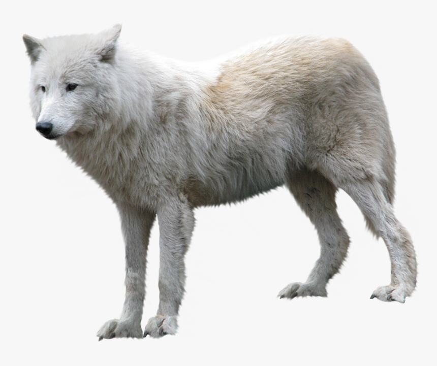 white wolf png