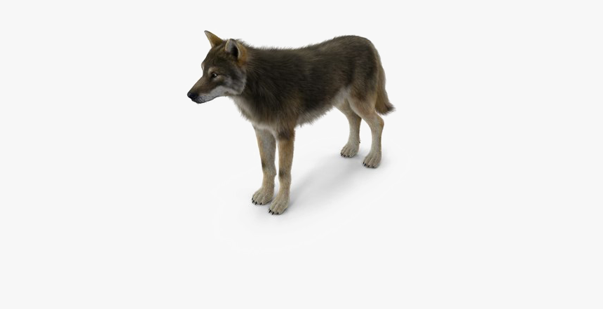 Grey Wolf Png Pic - Canis Lupus Tundrarum, Transparent Png