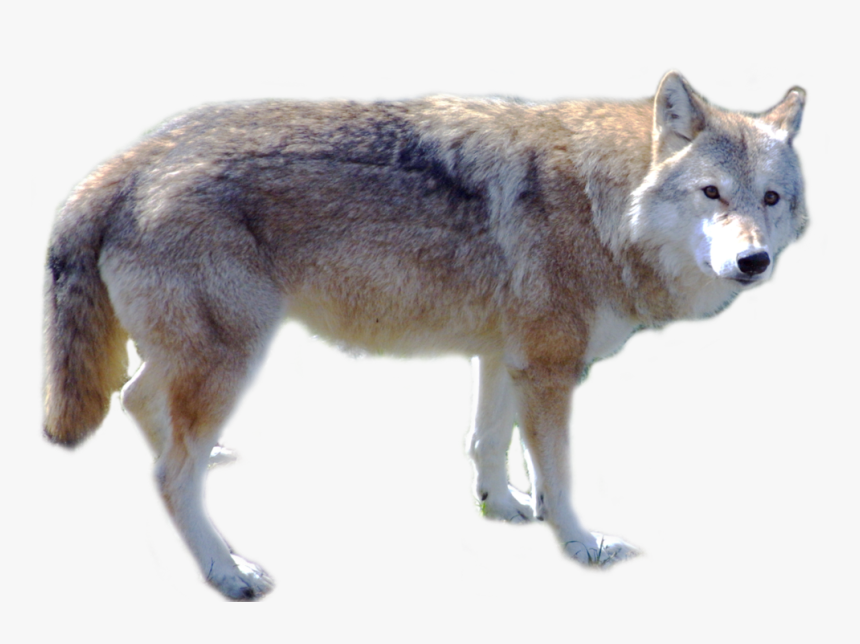 Grab And Download Wolf High Quality Png - Png Wolf, Transparent Png