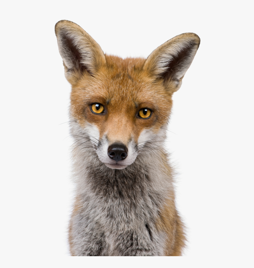 Fox Head White Background, HD Png Download
