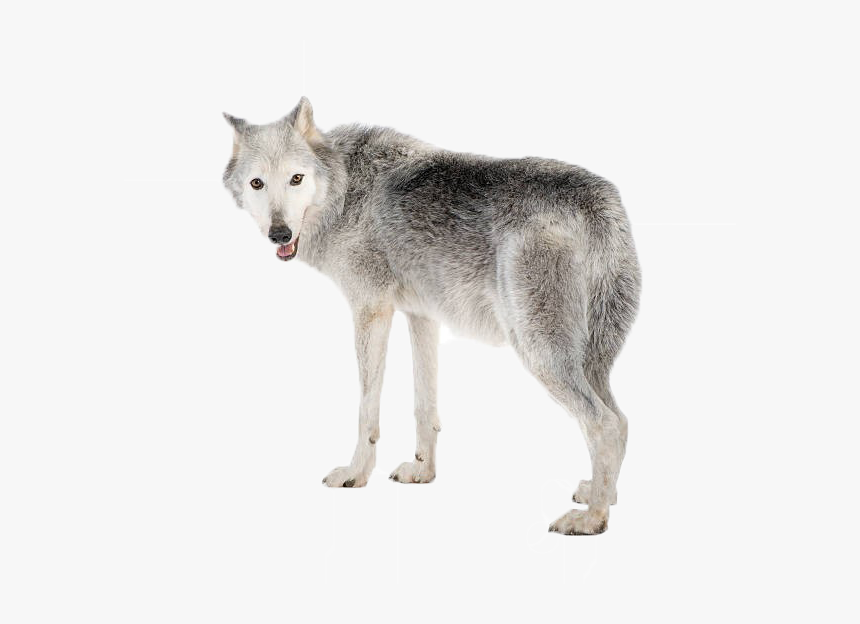 Wolf Png Picture - Gray Wolf White Background, Transparent Png