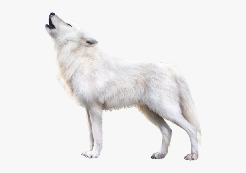 Arctic Fox Png, Transparent Png