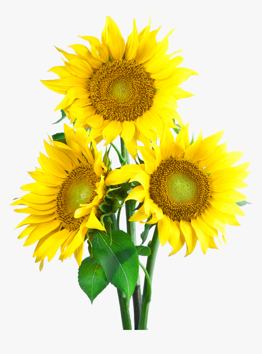 Sunflower Png, Transparent Png