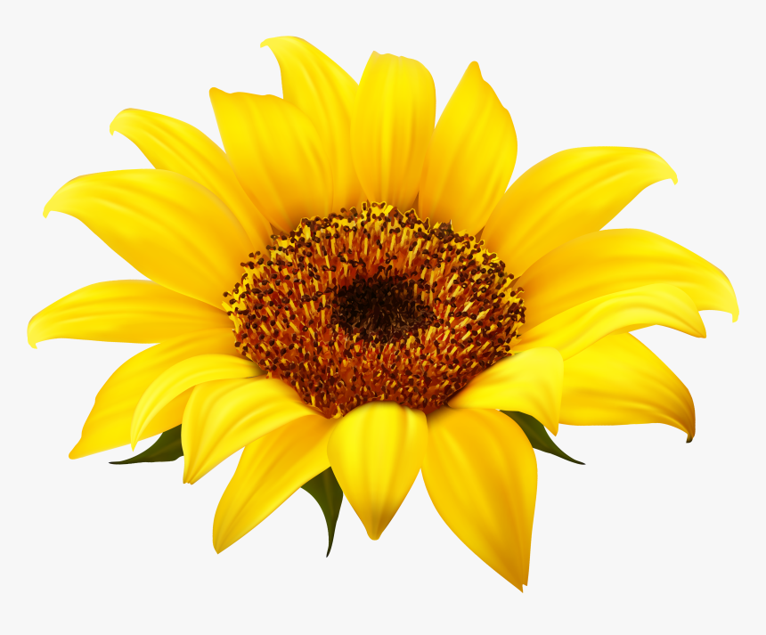 Sunflower Png Clipart - Sunflower Clipart Png, Transparent Png
