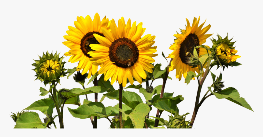 Sunflowers Png, Transparent Png