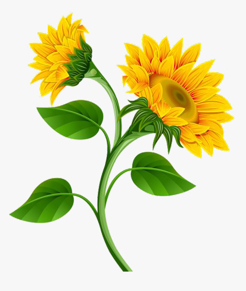 Free Free 51 Clipart Sunflower Png Free SVG PNG EPS DXF File