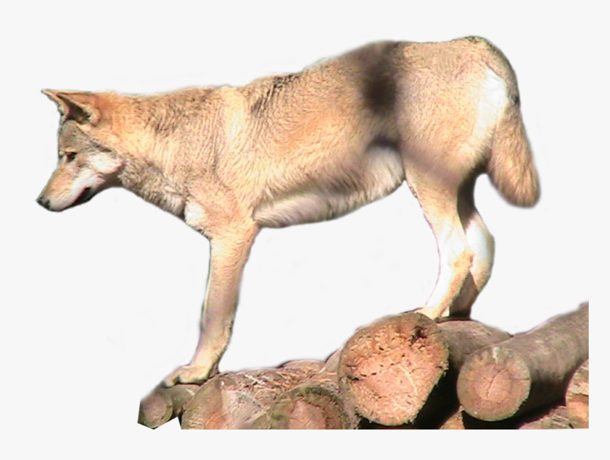 Grey Wolf Png Transparent Image - Wolf, Png Download
