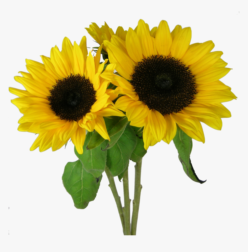 Picture Png Sunflower - Corn Beans Squash And Sunflowers, Transparent Png