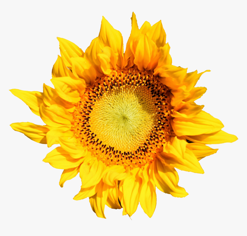 Sunflower, HD Png Download