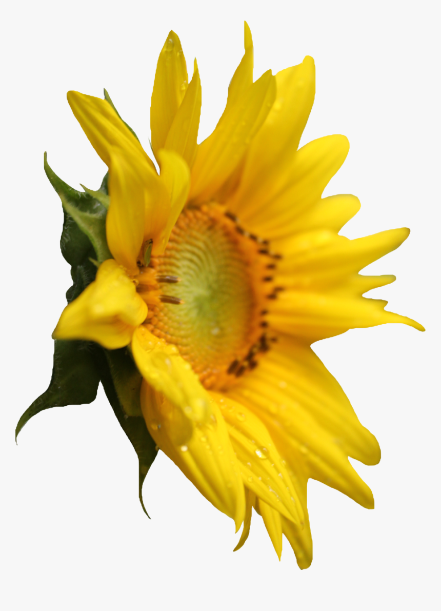 Sunflower Png Image - Png Transparent Sunflower Png, Png Download