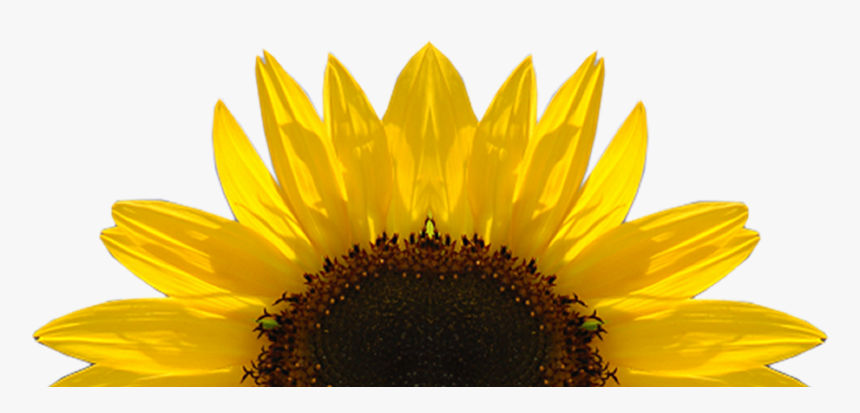 Sunflower Png Download Image - Transparent Sunflower, Png Download