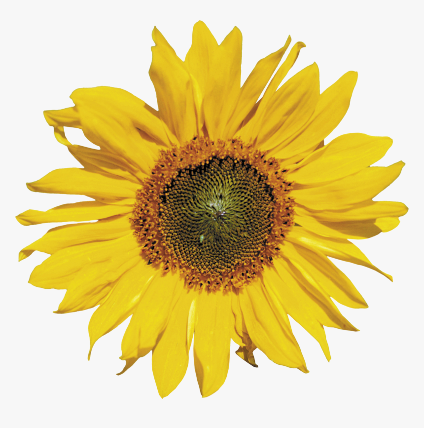 Sunflower Png Image - Subflower Transparent Background Png, Png Download
