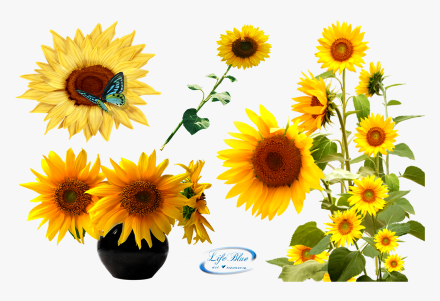 Png By Lifeblue - Sun Flower Plant Png, Transparent Png
