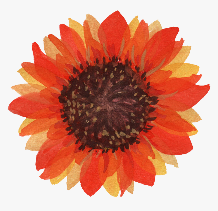 Sunflower Png, Transparent Png