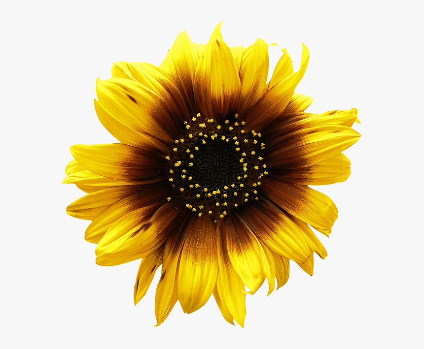 Sunflower Png Image - Clipart Sunflowers, Transparent Png