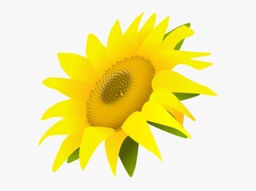 Sunflower Png Free Download - Sunflower Transparent, Png Download