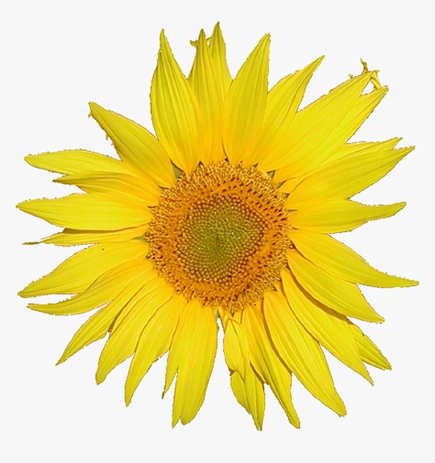Browse And Download Sunflower Png Pictures - Single Flower, Transparent Png