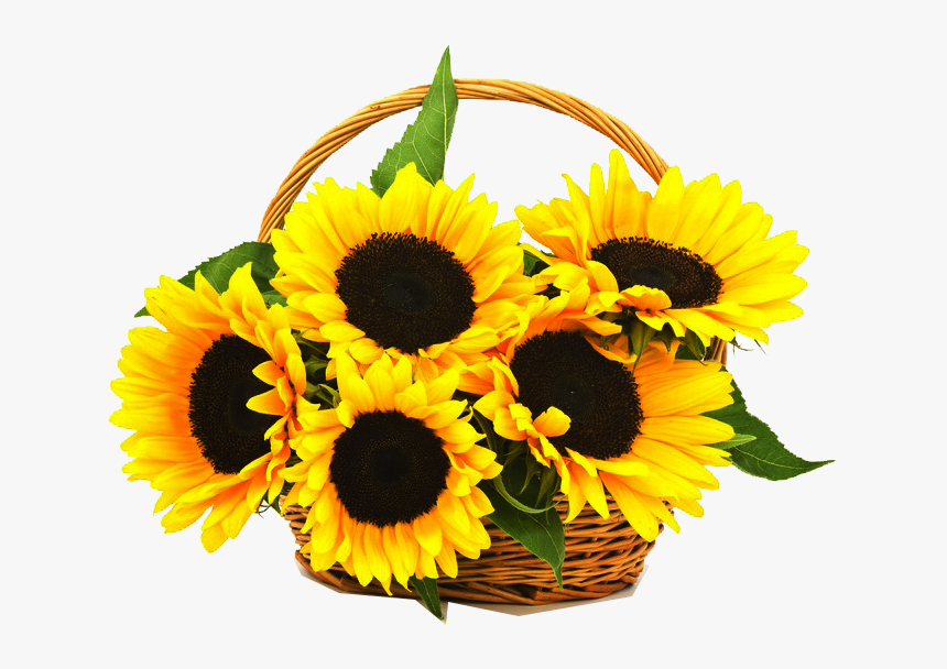 Sunflowers Png One, Transparent Png